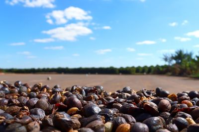 Close-up of pebbles on land against sky