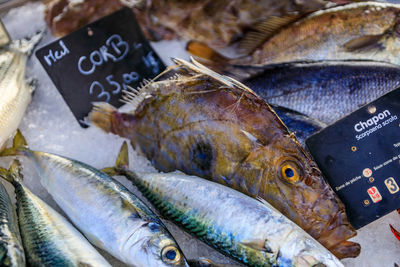 High angle view of seafood for sale in market