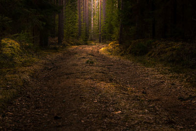 Footpath amidst trees in forest during autumn