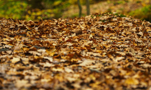 Close-up of autumn leaves