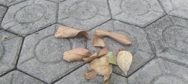 High angle view of dry leaves on footpath