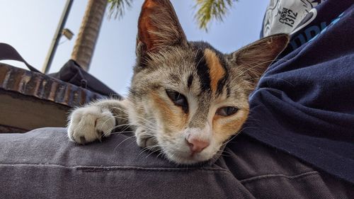 Close-up of a cat resting on lap