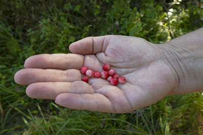 Close-up of hand holding strawberries