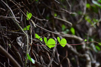 Close-up of dry leaves on plant