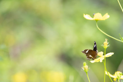 Close-up of insect pollinating on flower