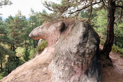 Close-up of elephant on tree trunk