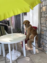 Dog on chair