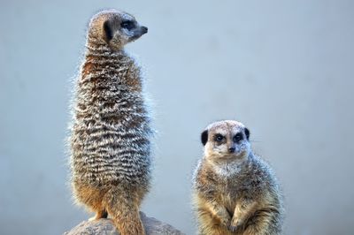 Portrait of meerkat standing outdoors