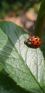 Close-up of ladybug on leaf