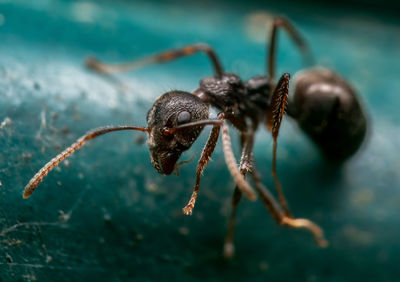 Close-up of spider