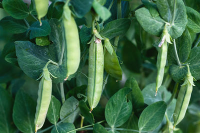 Green pea pods on plant growing in the garden