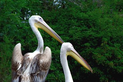 Close-up of pelican on tree