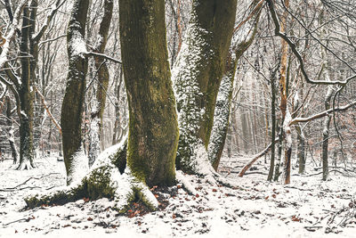 Snow covered trees in forest