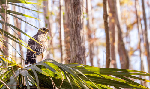 Red shouldered hawk buteo lineatus hunts for prey in the corkscrew swamp sanctuary of naples