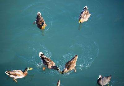 High angle view of ducks swimming in lake