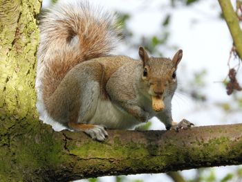 Squirrel on a tree