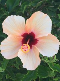 Close-up of pink hibiscus flower
