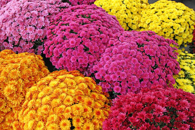 High angle view of pink flowering plants