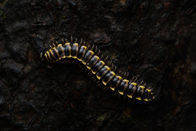 Close-up of caterpillar on rock