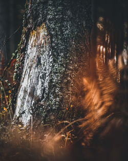 Close-up of tree trunk in forest