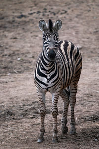 Chapman's zebra, equus quagga chapmani, standing on dry soil