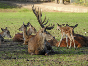 Deer in a field