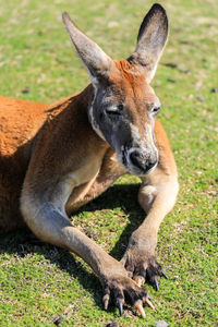 Close-up portrait of a kangaroo