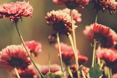 Close-up of pink flowers