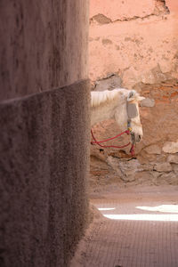 View of horse cart on wall