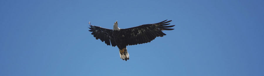 Low angle view of eagle flying against clear blue sky