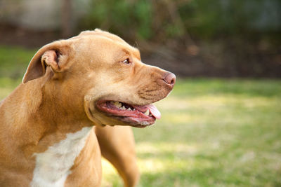 Close-up of dog looking away