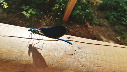 High angle view of bird on wood