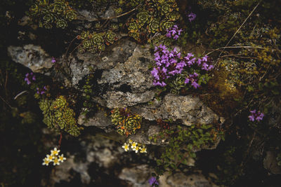 Close-up of plants