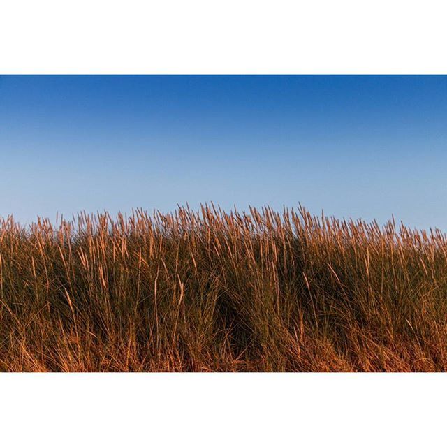 transfer print, clear sky, auto post production filter, field, copy space, grass, growth, tranquility, nature, tranquil scene, plant, blue, beauty in nature, landscape, scenics, rural scene, outdoors, day, no people, horizon over land