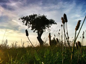 Scenic view of grassy field against cloudy sky