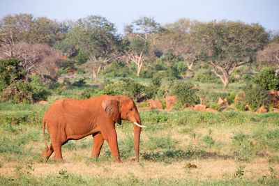 Elephant in a field