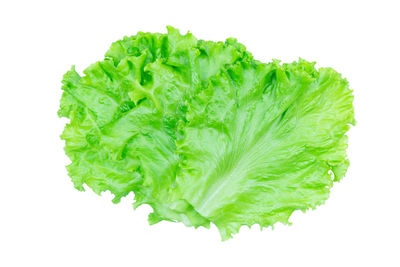 Close-up of leaf against white background