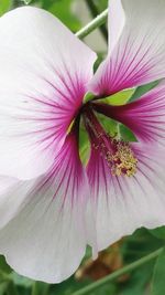 Close-up of flower blooming outdoors