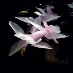 Close-up of flowers against black background