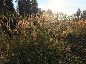 Plants growing on field