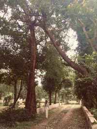 Rear view of woman walking on footpath amidst trees in forest