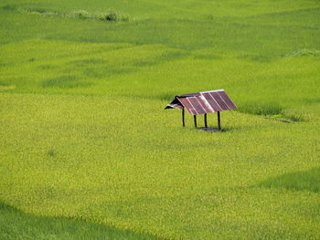 Umbrella on field