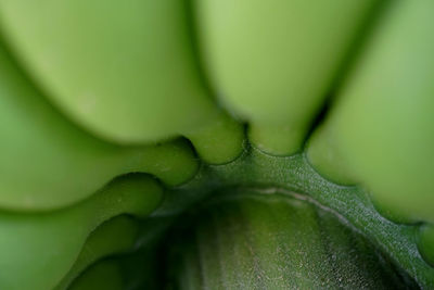 Macro shot of green leaf