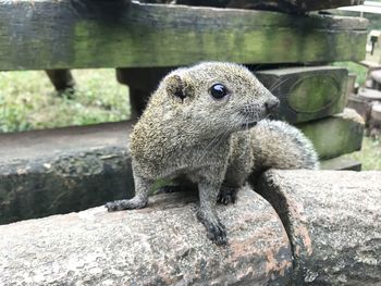 Close-up of squirrel on rock