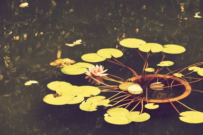 Close-up of lotus water lily in pond