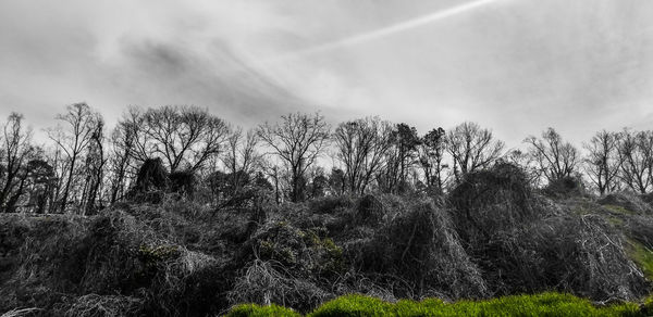 Low angle view of trees on field against sky