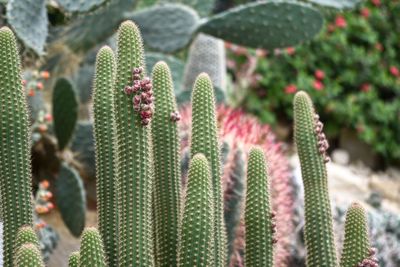 Close-up of cactus plants