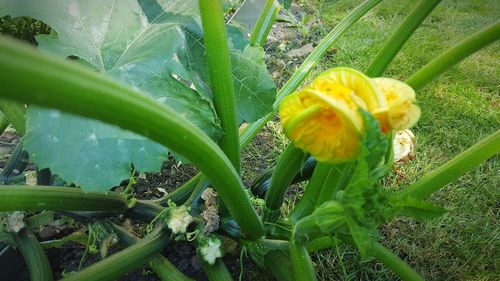 Close-up of yellow flower