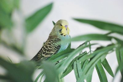 Close-up of bird perching on leaf