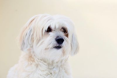 Close-up portrait of a dog over white background